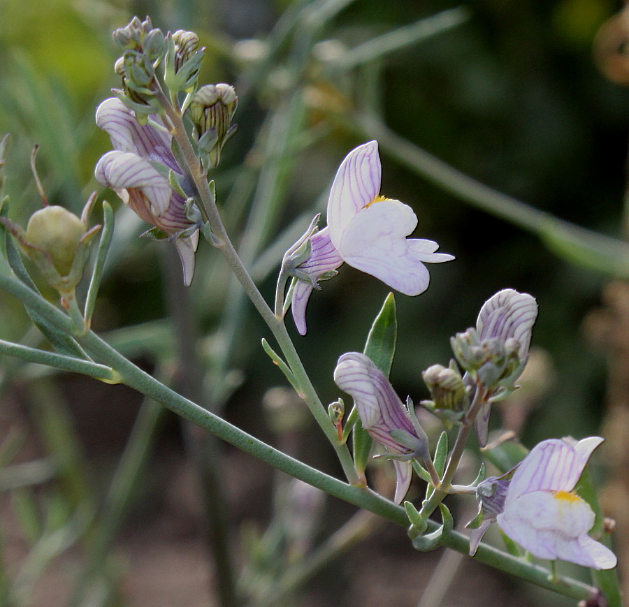 Изображение особи Linaria repens.