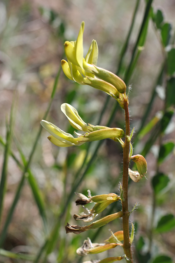 Изображение особи Astragalus flexus.