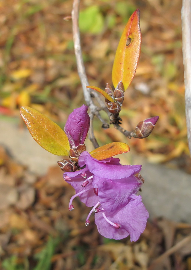 Image of Rhododendron mucronulatum specimen.