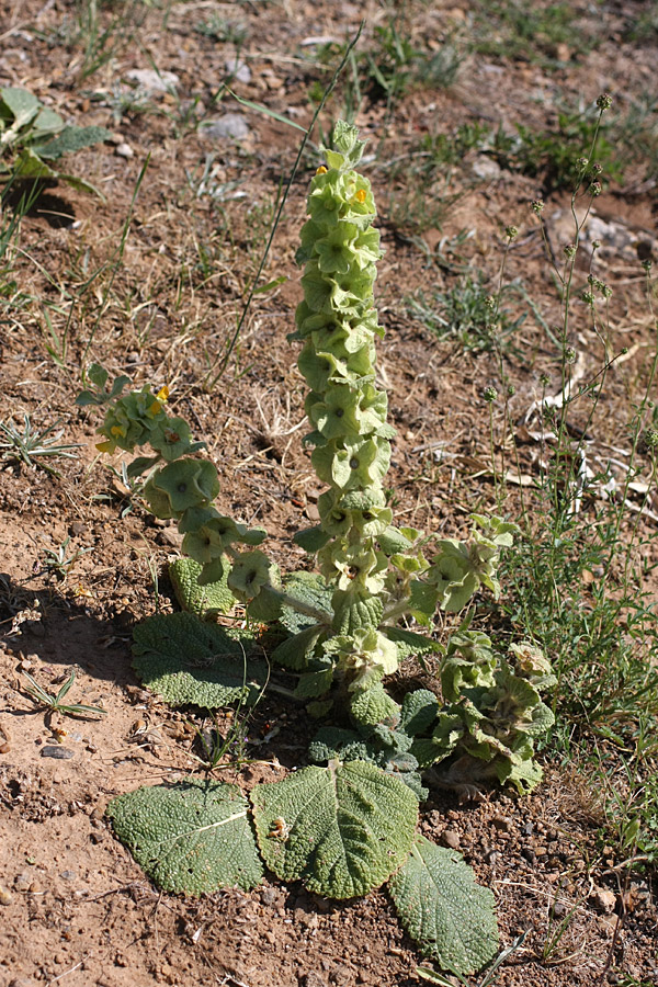 Image of Eremostachys isochila specimen.