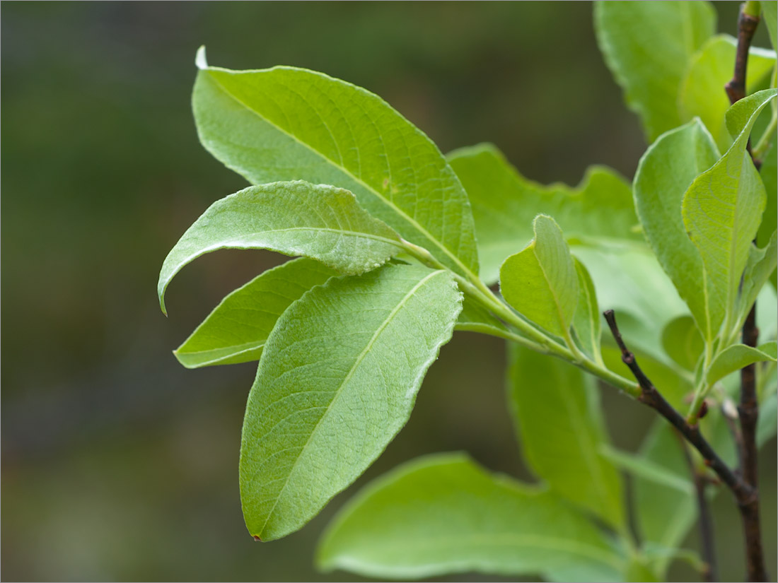 Image of genus Salix specimen.