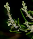 Rosmarinus officinalis