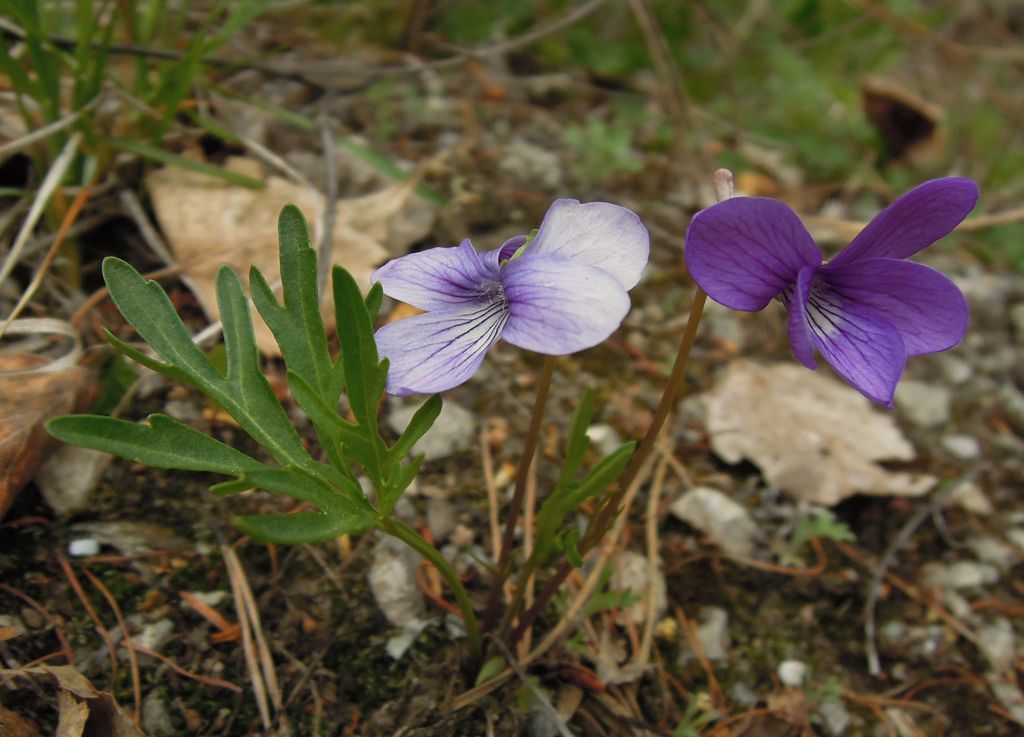 Изображение особи Viola dissecta.