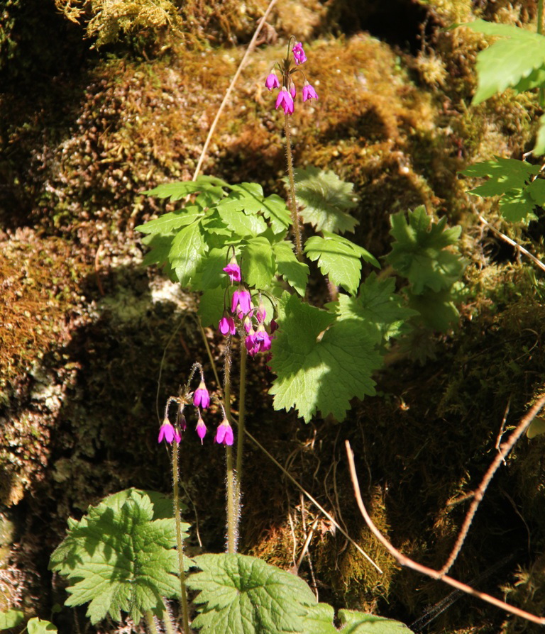 Image of Cortusa matthioli specimen.