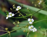 Alisma plantago-aquatica. Часть соцветия с бутонами, цветками и плодами. Московская обл., окр. г. Железнодорожный. 01.07.2012.