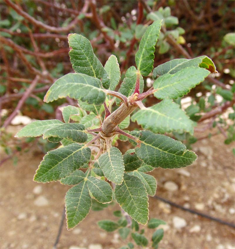 Image of familia Burseraceae specimen.