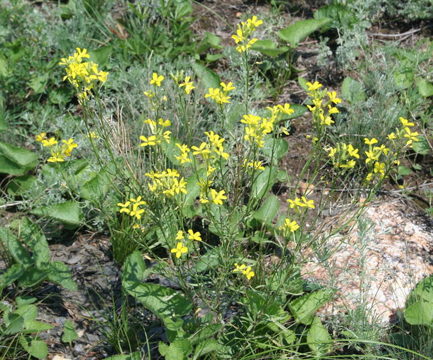 Image of Erysimum canescens specimen.