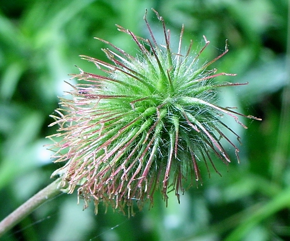 Изображение особи Geum aleppicum.