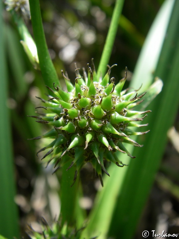 Image of Sparganium erectum specimen.