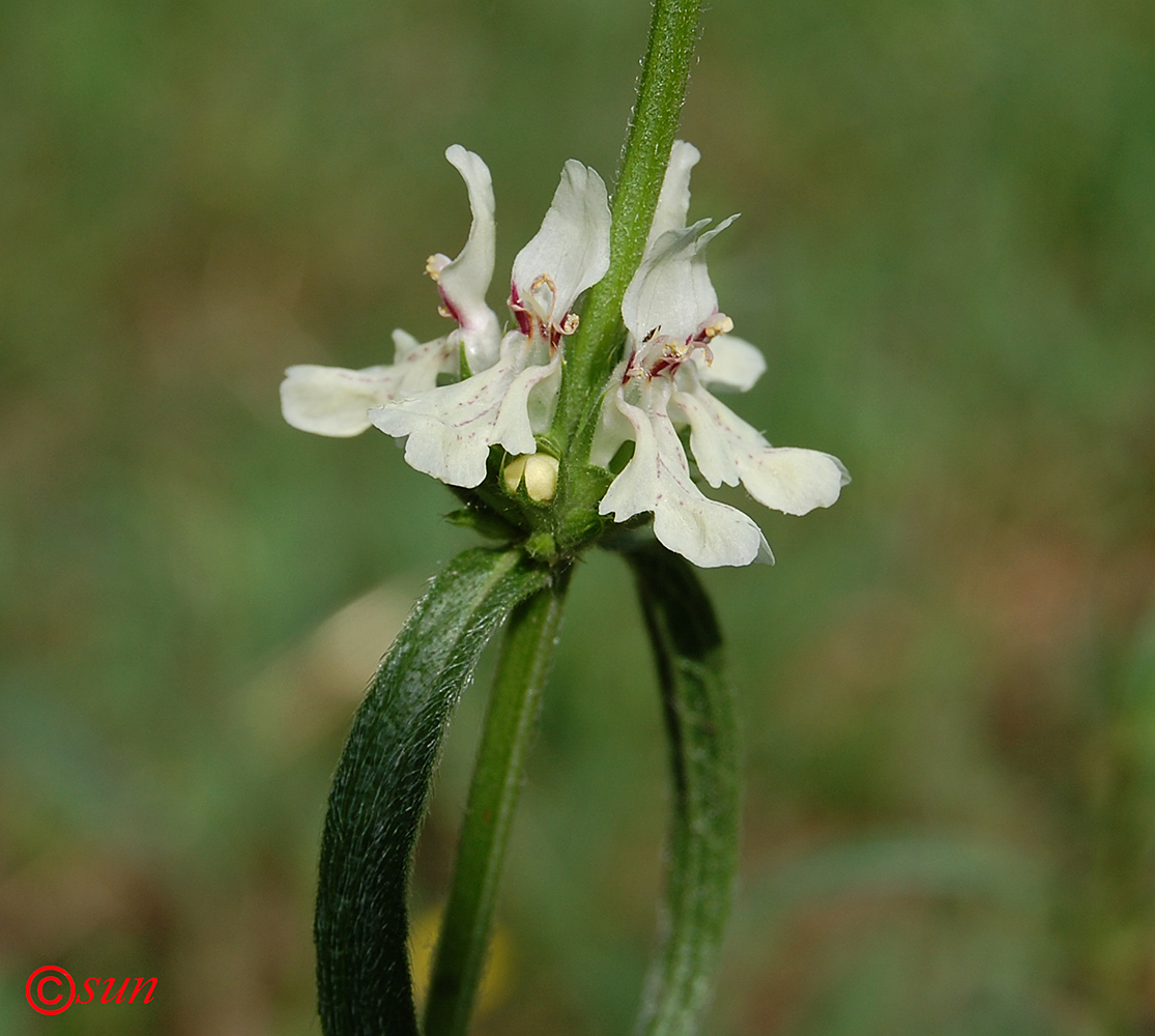 Изображение особи Stachys recta.