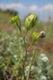 Bupleurum baldense