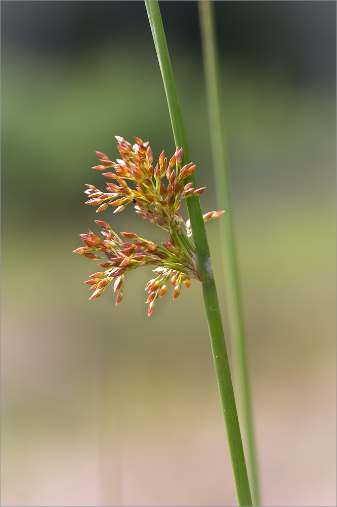 Image of Juncus effusus specimen.