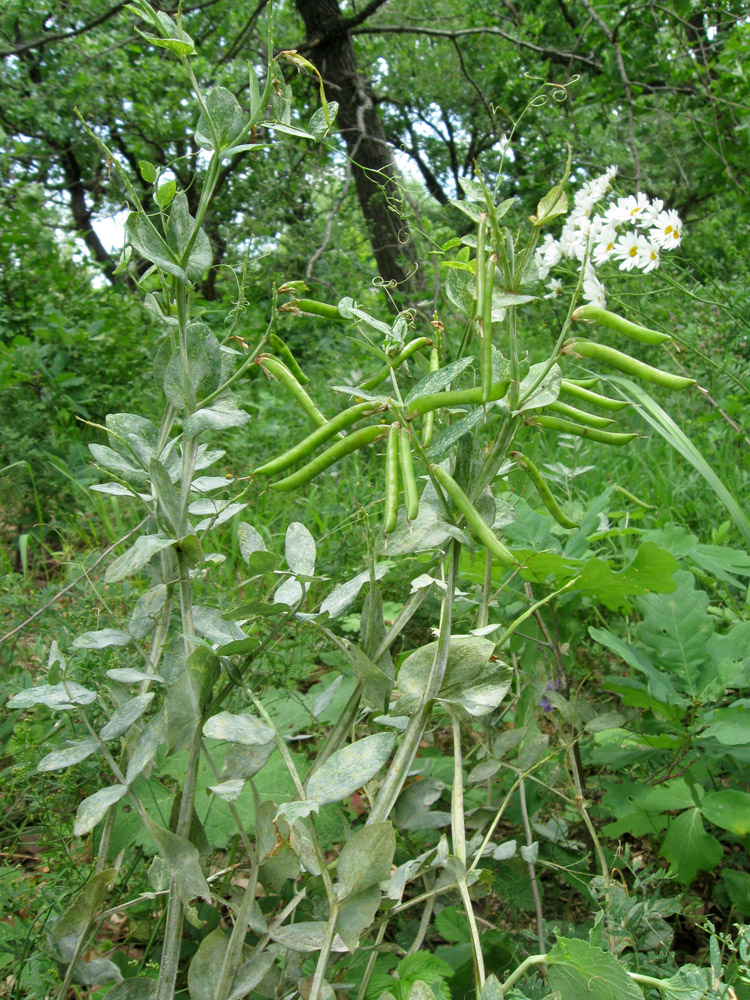 Изображение особи Lathyrus pisiformis.