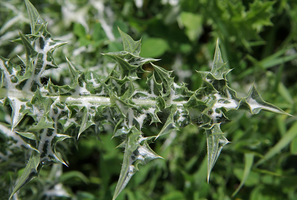 Image of Silybum marianum specimen.