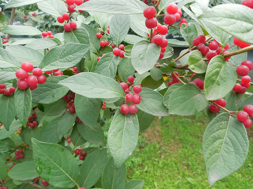 Image of Lonicera tatarica specimen.