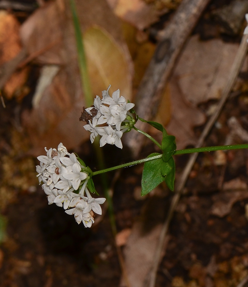 Image of Asperula libanotica specimen.