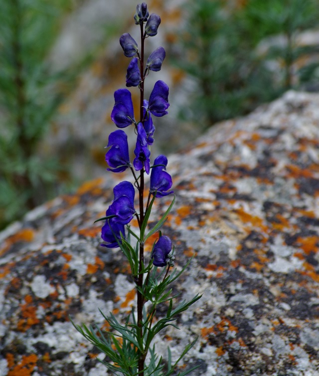 Изображение особи Aconitum soongaricum.