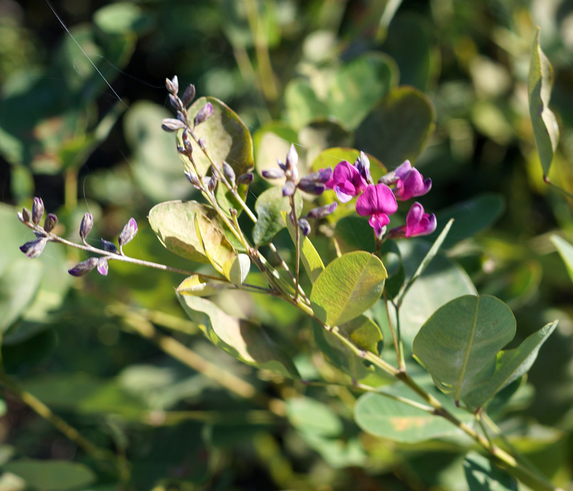 Изображение особи Lespedeza bicolor.