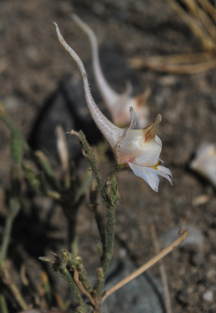 Image of Delphinium stocksianum specimen.