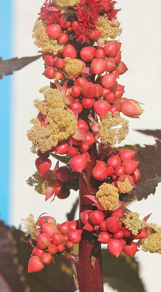 Image of Ricinus communis specimen.