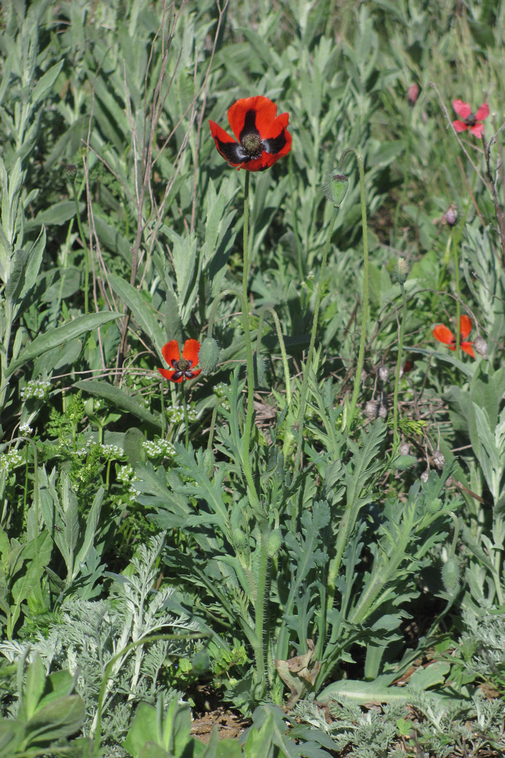 Image of Papaver laevigatum specimen.