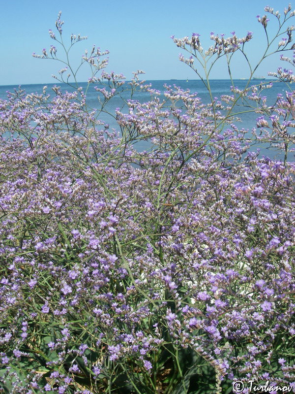 Изображение особи Limonium scoparium.