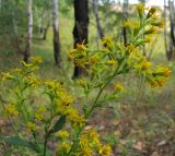 Solidago virgaurea. Верхушка цветущего растения. Республика Татарстан, Бавлинский р-н. 27.08.2009.