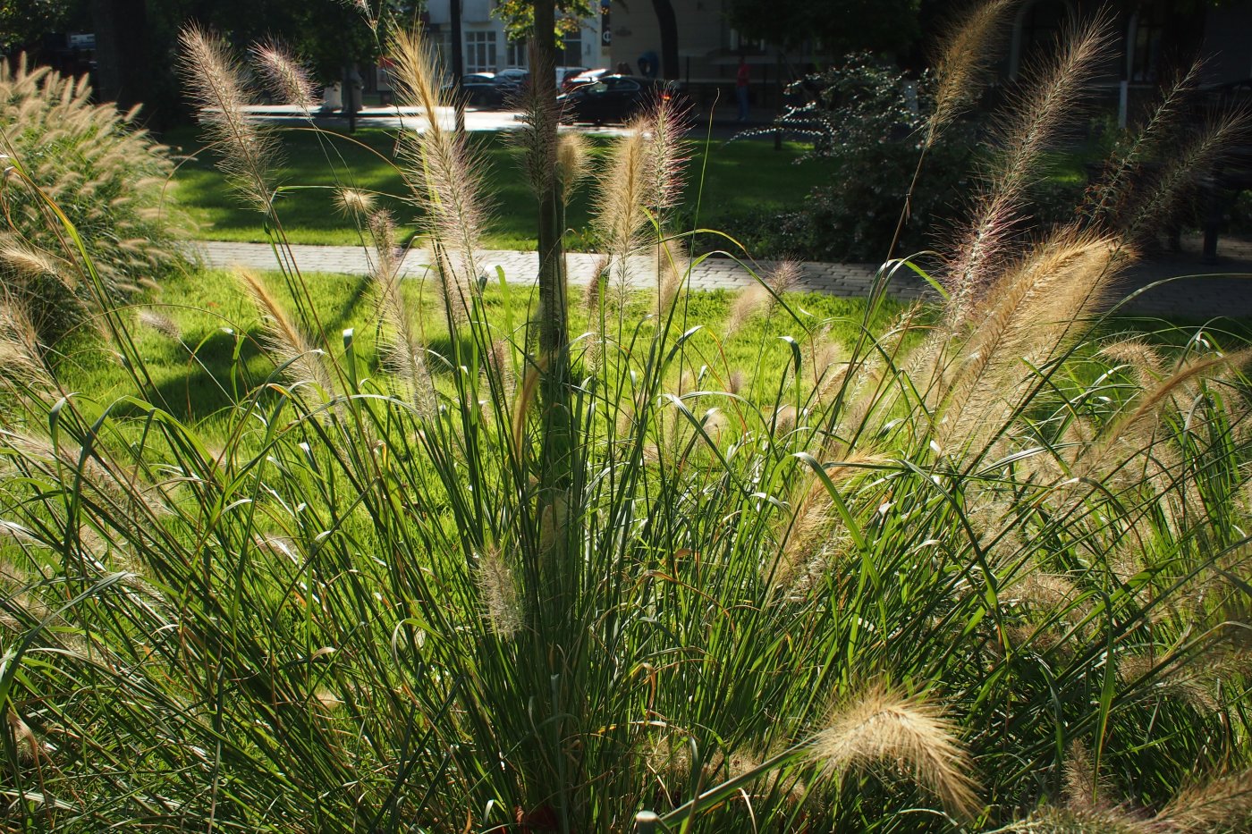 Image of Pennisetum setaceum specimen.