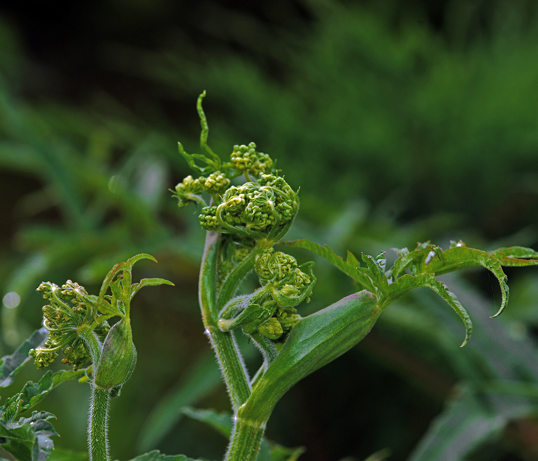 Image of Heracleum sibiricum specimen.