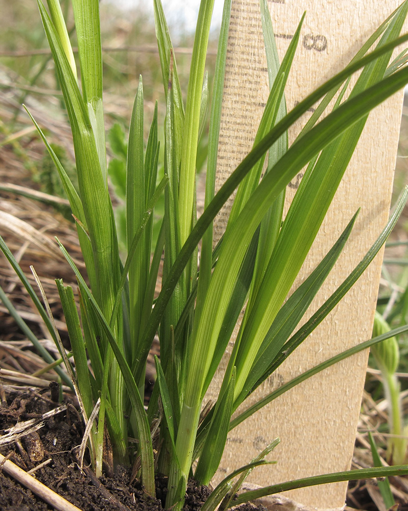 Изображение особи Carex michelii.