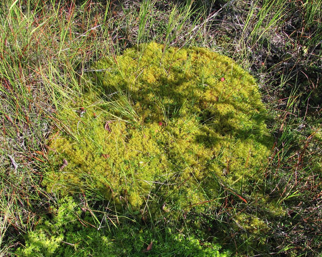 Image of Helodium blandowii specimen.