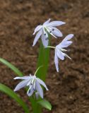 Scilla libanotica