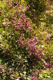 Syzygium smithii. Ветви с соплодиями. США, Калифорния, Сан-Франциско, ботанический сад. 28.02.2014.