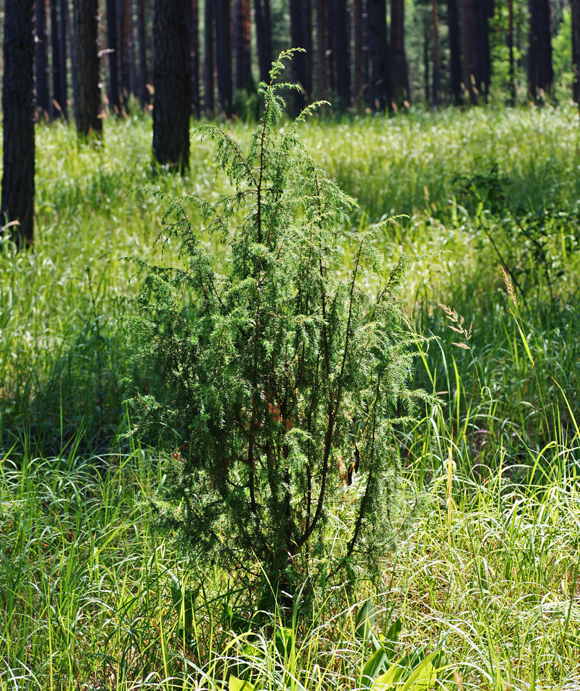 Изображение особи Juniperus communis.