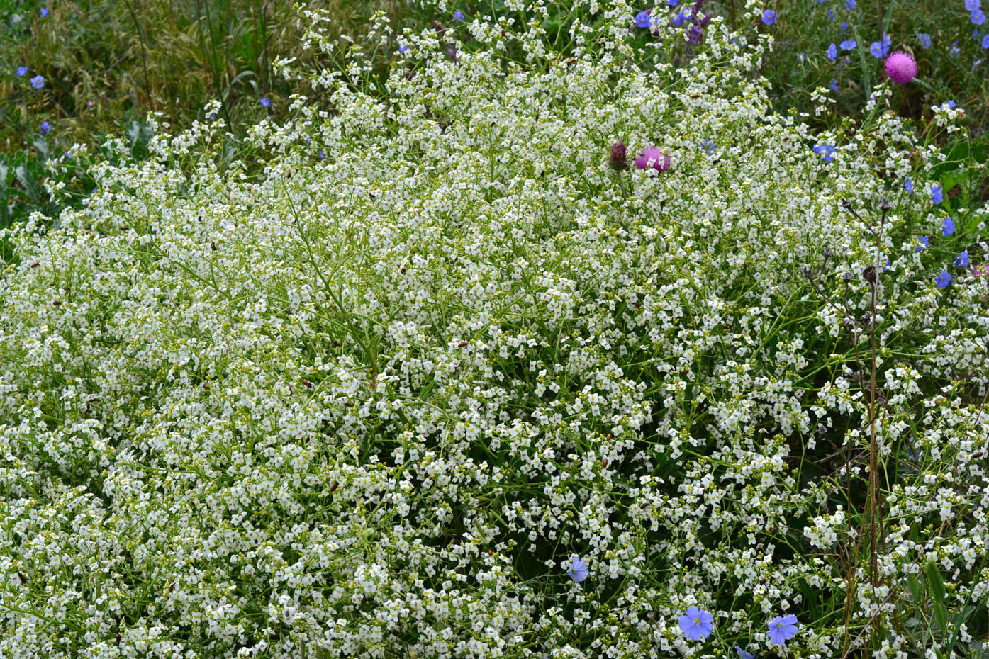 Image of Crambe tataria specimen.