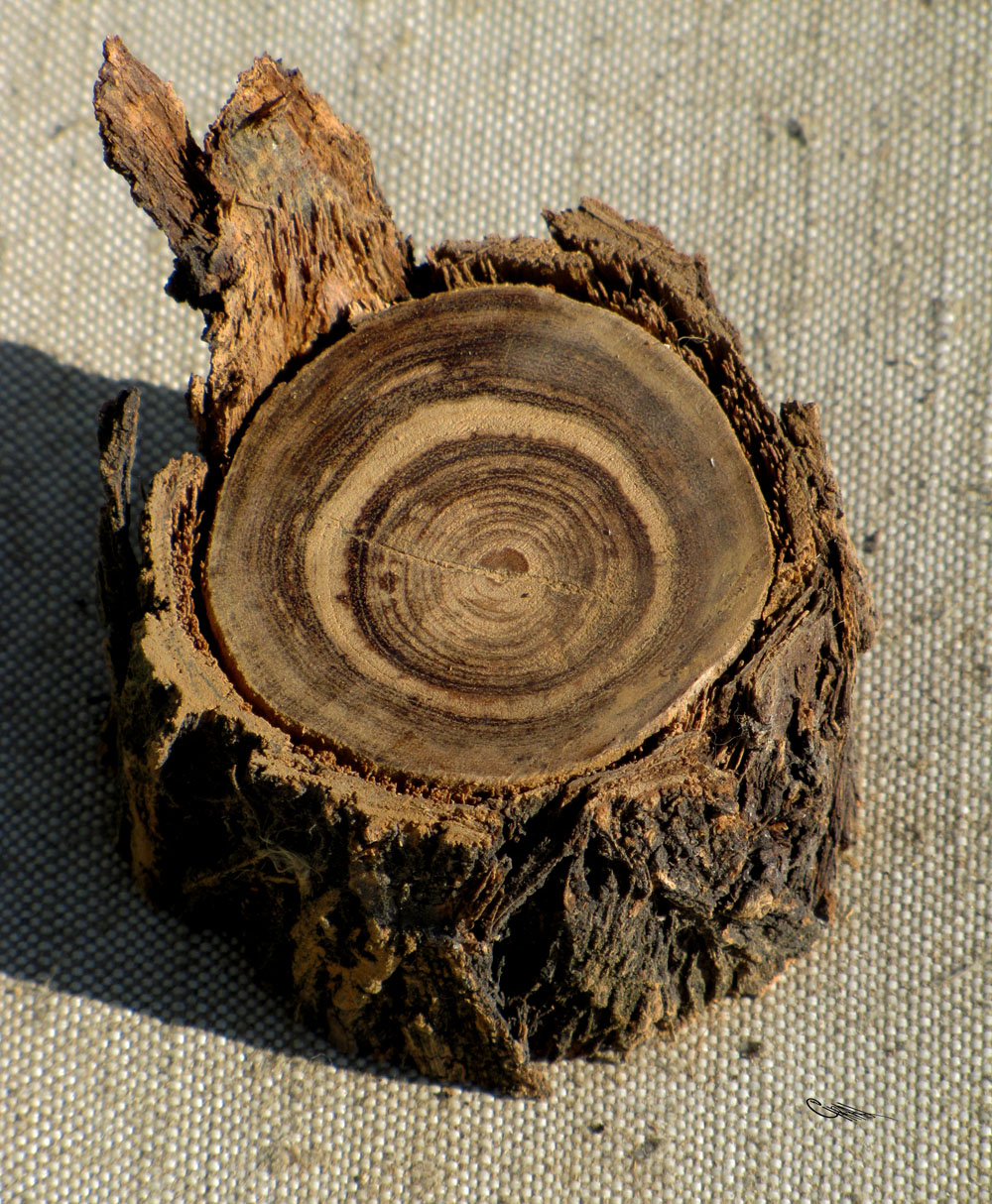 Image of Nitraria sibirica specimen.