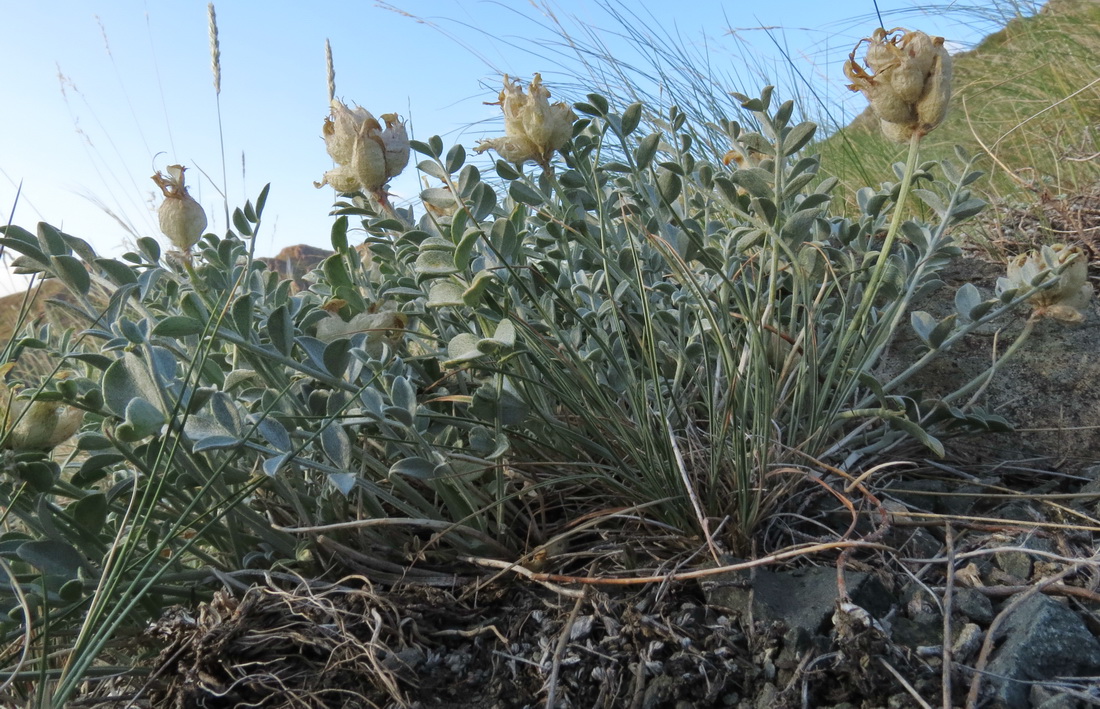 Изображение особи Astragalus ellipsoideus.