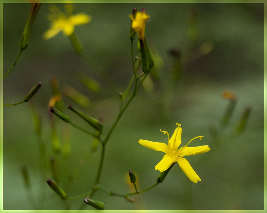 • Мицелис стенной (mycelis muralis herba)