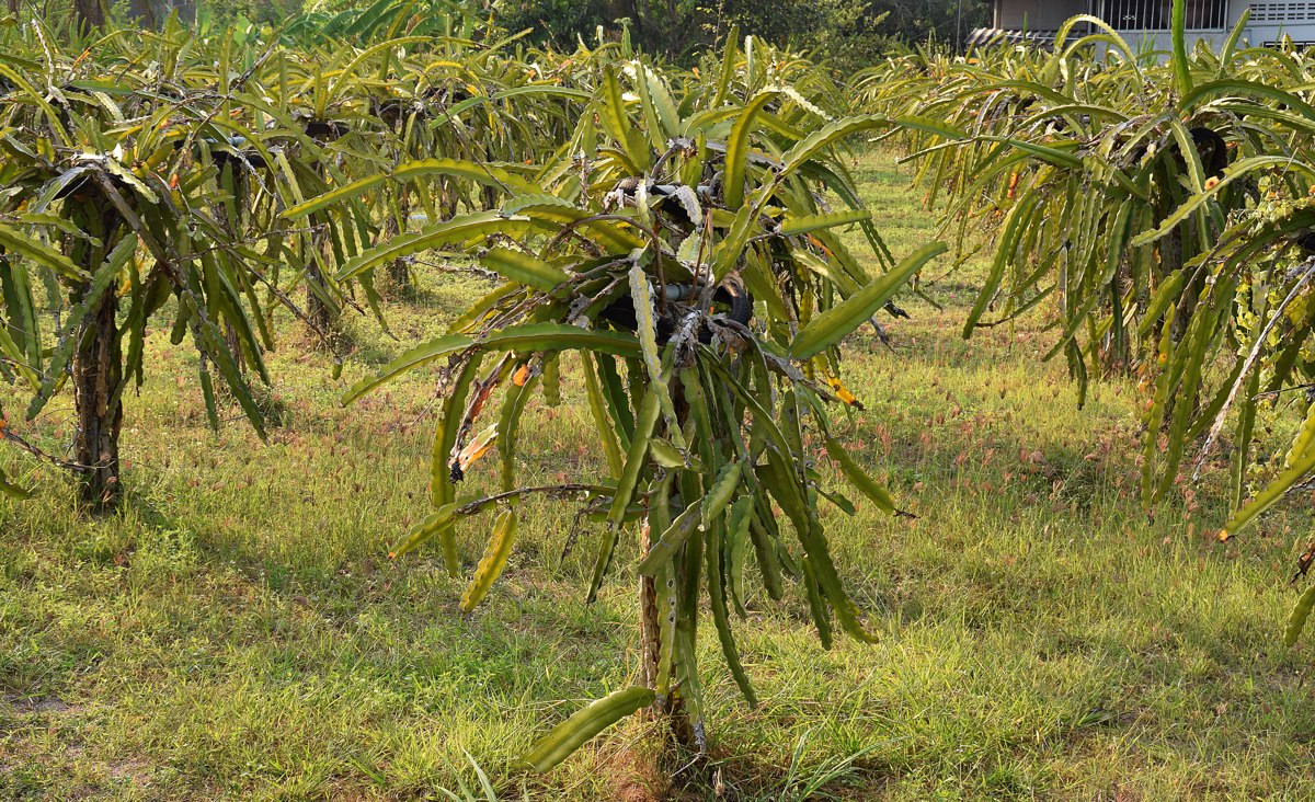 Изображение особи Hylocereus undatus.