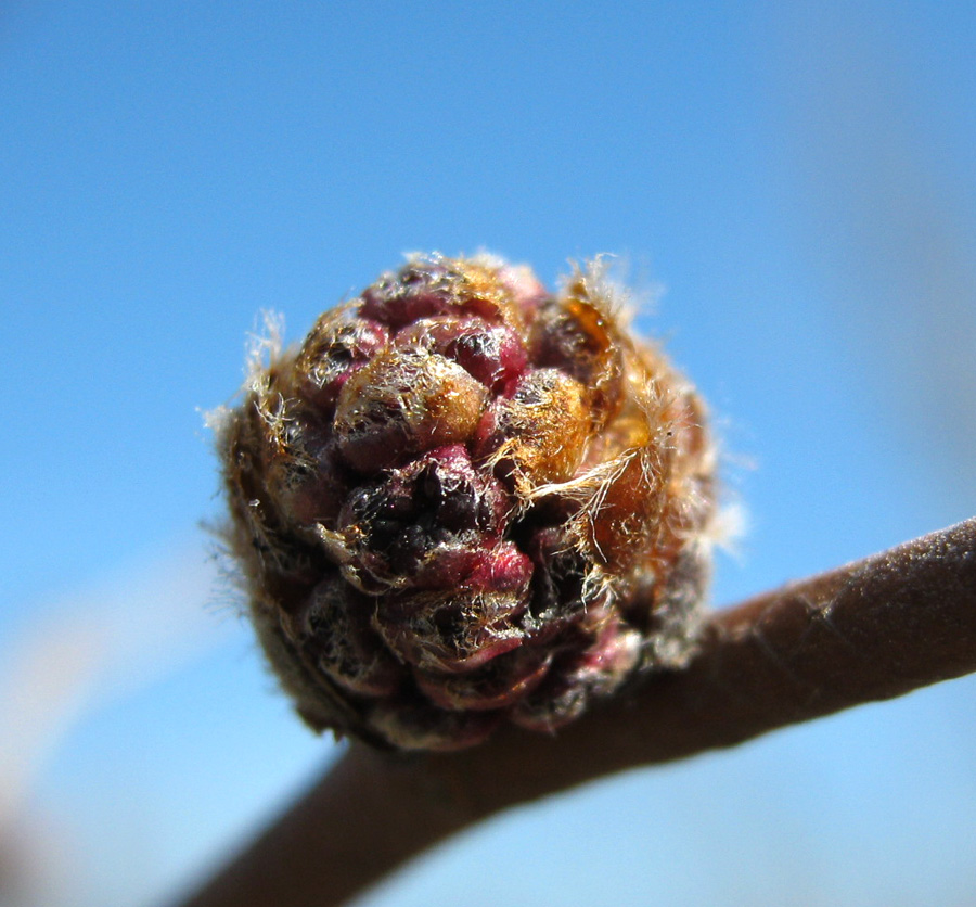 Image of Ulmus glabra specimen.