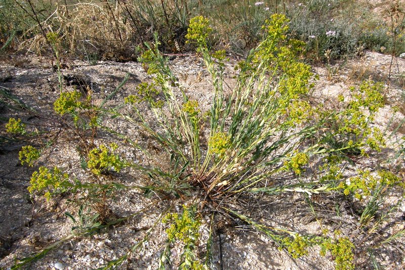 Image of Euphorbia seguieriana specimen.