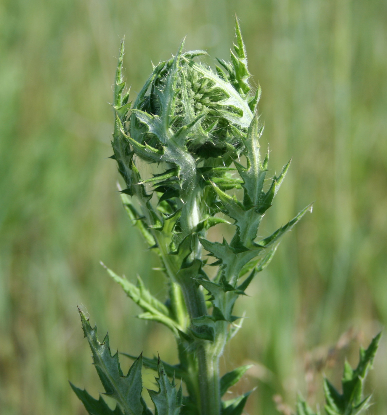 Image of Echinops sphaerocephalus specimen.