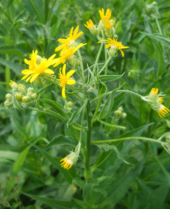 Image of Senecio nemorensis specimen.