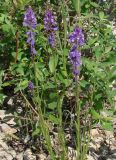 Polygala hybrida