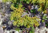 Juniperus pseudosabina. Верхушка ветви. Бурятия, Окинский р-н, падь Хи-Гол, ≈ 2000 м н.у.м., окраина лавового поля. 11.07.2015.