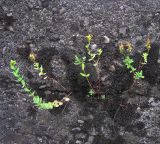 genus Hypericum. Цветущее растение. Абхазия, Гудаутский р-н, г. Новый Афон, набережная, на стене ограждения. 18 августа 2009 г.