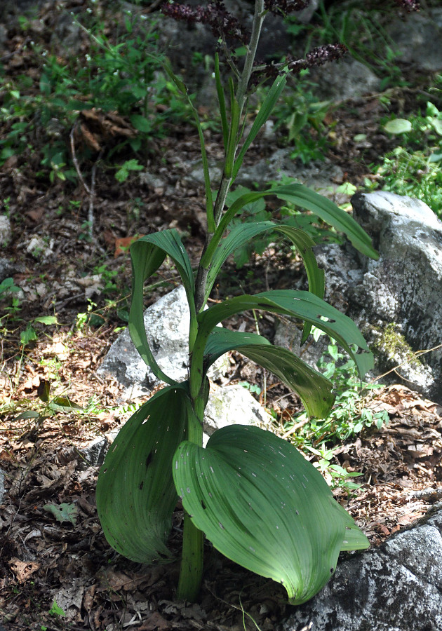 Image of Veratrum ussuriense specimen.