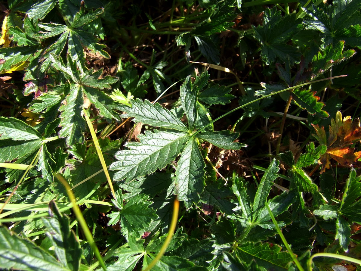 Image of genus Potentilla specimen.