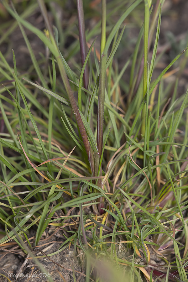 Image of Poa bulbosa ssp. vivipara specimen.