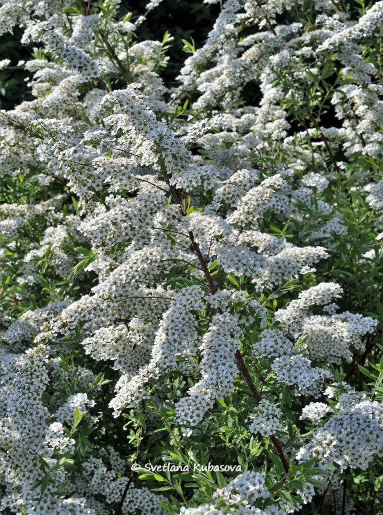 Image of Spiraea grefsheimii specimen.